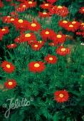 Tanacetum coccineum 'Robinson Red'